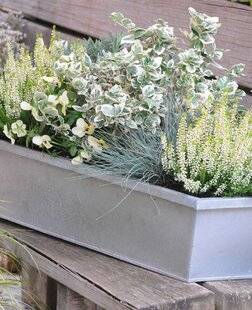 L'Ami des Jardins 1179 DES FLEURS TOUT L'HIVER