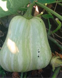 L'Ami des Jardins 1179 INSÉPARABLES