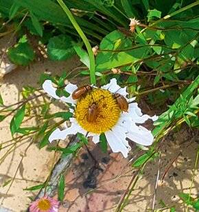 L'Ami des Jardins 1179 Quels sont ces insectes gloutons, très nombreux ?