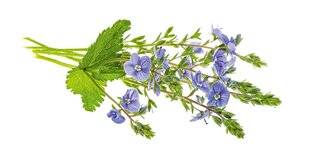 L'Ami des Jardins 1179 LA VÉRONIQUE OFFICINALE l'atout anti-toux
