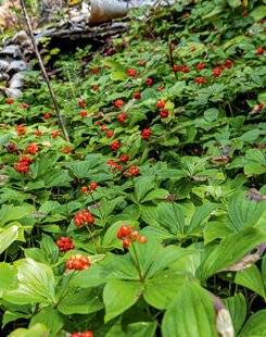 L'Ami des Jardins 1179 CORNOUILLER DU CANADA