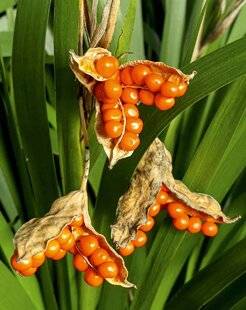 L'Ami des Jardins 1179 IRIS GIGOT