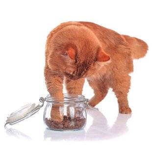 L'Ami des Jardins 1179 DES FRIANDISES SAINES ET MAISON POUR MON CHAT