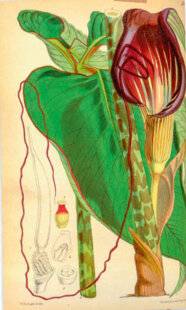 L'Ami des Jardins 1179 LA PLANTE-COBRA