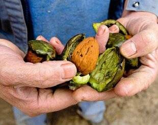 L'Ami des Jardins 1180 UN EXCELLENT NOYER