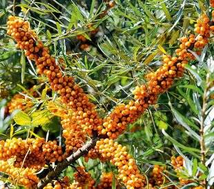 L'Ami des Jardins 1180 POURQUOI PAS UN ARGOUSIER ?