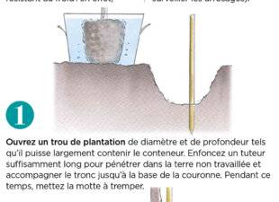 L'Ami des Jardins 1180 PLANTER UN KAKI