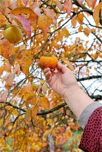 L'Ami des Jardins 1180 POURQUOI ADOPTER UN PLAQUEMINIER ?