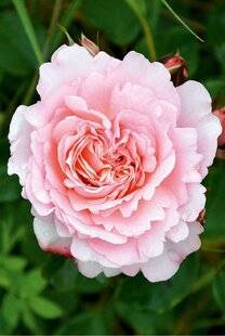 L'Ami des Jardins 1180 Les rosiers buissons