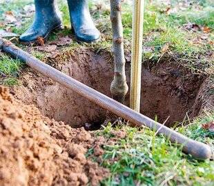 L'Ami des Jardins 1180 Collet