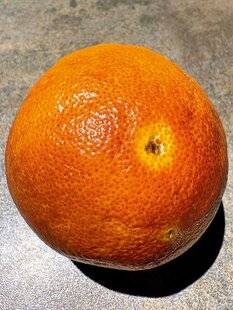 L'Ami des Jardins 1180 BIEN COMBATTRE L'ALTERNARIOSE DE L'ORANGERSOS