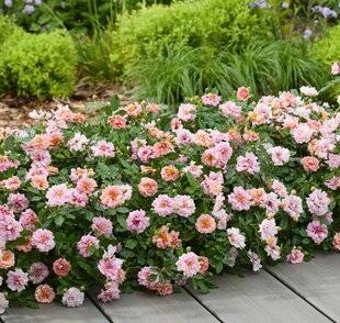 L'Ami des Jardins 1180 Un couvre-sol supergénéreux