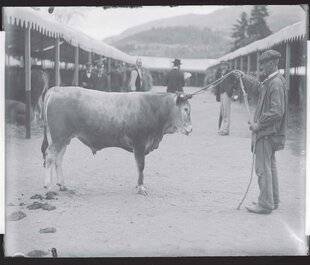 L'Ami des Jardins 1180 « Domestique-moi si tu peux ! »