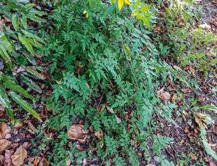 L'Ami des Jardins 1180 Les semis spontanés du jasmin officinal
