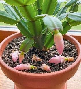 L'Ami des Jardins 1180 LIMITER LA CHUTE DES FLEURS