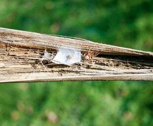 L'Ami des Jardins 1180 Laisser des plantes sèches au jardin de fleurs