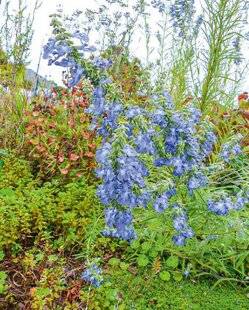 L'Ami des Jardins 1180 BLEU, BLEU, BLEU…