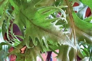 L'Ami des Jardins 1180 MES FOUGÈRES BRUNISSENT