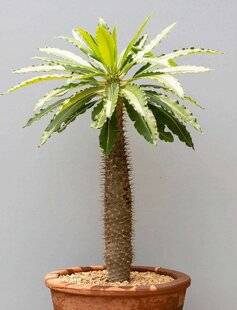 L'Ami des Jardins 1180 INSTALLER UN PALMIER DE MADAGASCAR