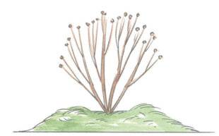 L'Ami des Jardins 1180 PRÉPARER LES MASSIFS POUR L'HIVER