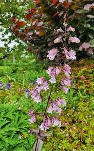 L'Ami des Jardins 1180 UN PENSTÉMON POUR SOL LOURD