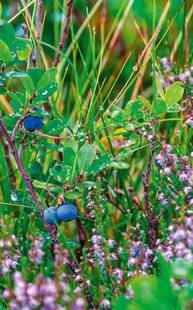 L'Ami des Jardins 1180 Ericacées