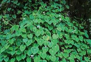 L'Ami des Jardins 1180 JE MARCOTTE LA MISÈRE GÉANTE