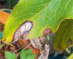 L'Ami des Jardins 1180 LE FEUILLAGE DES HELLÉBORES EST TACHÉ