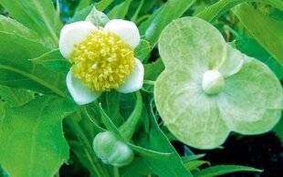 L'Ami des Jardins 1180 UNE RARETÉ À APPRIVOISER