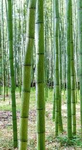 L'Ami des Jardins 1180 Bambous