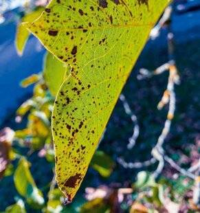 L'Ami des Jardins 1180 QUE FAIRE FACE À L'ANTHRACNOSE DU NOYER ?