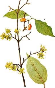 L'Ami des Jardins 1180 CORNOUILLERS les stars de l'automne et de l'hiver