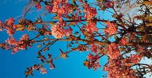 L'Ami des Jardins 1180 FLORAISON HIVERNALE