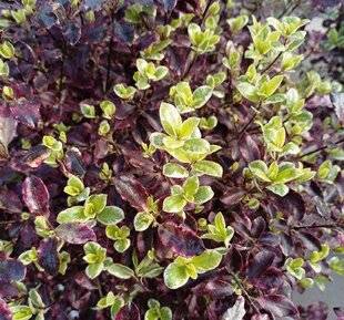 L'Ami des Jardins 1180 UN PITTOSPORUM AUX COULEURS CHANGEANTES