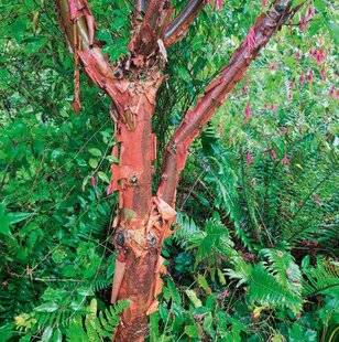 L'Ami des Jardins 1180 LA MAGIE DES ÉRABLES À ÉCORCE DÉCORATIVE