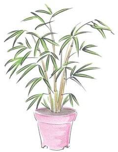 L'Ami des Jardins 1180 GÉRER L'EXPANSION DES BAMBOUS