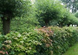 L'Ami des Jardins 1180 PLANTER UNE BELLE HAIE RICHE EN BIODIVERSITÉ