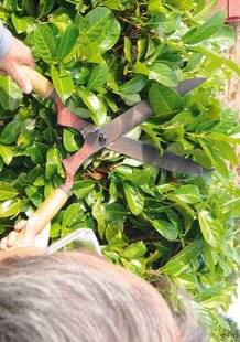 L'Ami des Jardins 1180 PEUT-ON TAILLER MAINTENANT ?