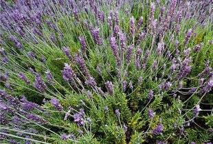 L'Ami des Jardins 1180 UNE LAVANDE FLEURIE EN HIVER