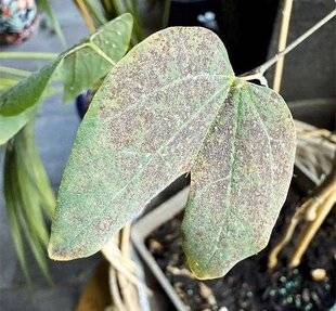 L'Ami des Jardins 1180 DES TACHES SUR LES FEUILLES DE L'ARBRE AUX ORCHIDÉES