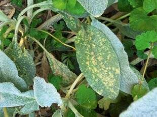 L'Ami des Jardins 1180 DES TACHES SUR LES FEUILLES DE L'ÉPIAIRE DE BYZANCE