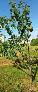 L'Ami des Jardins 1180 ON PARTAGE TOUT !