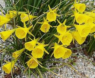 L'Ami des Jardins 1180 DES NARCISSES CONTRE LES RONGEURS