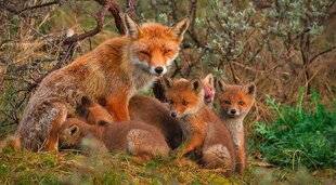 L'Ami des Jardins 1180 3000