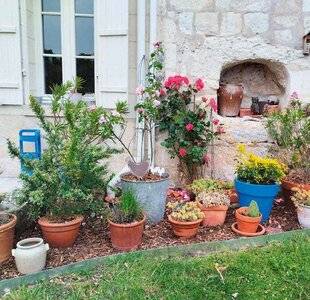 L'Ami des Jardins 1180 UN JARDIN QUI A DU POT