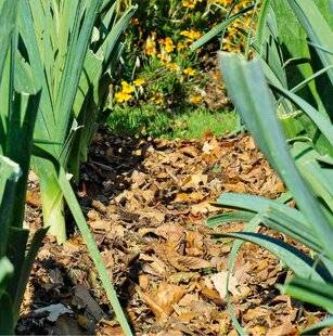 L'Ami des Jardins 1180 QUELLES FEUILLES MORTES ÉPANDRE AU POTAGER ?