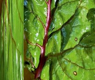 L'Ami des Jardins 1180 MES BLETTES SONT TOUTES TACHÉES…