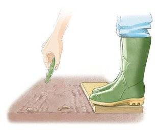 L'Ami des Jardins 1180 PRÉPARER LE POTAGER AVANT L'HIVER