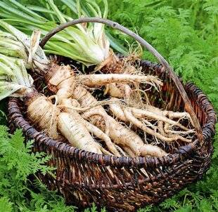 L'Ami des Jardins 1180 SALSIFIS OU SCORSONÈRES ?