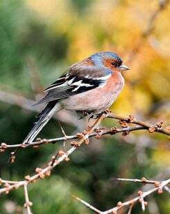 L'Ami des Jardins 1180 LE PINSON DES ARBRES